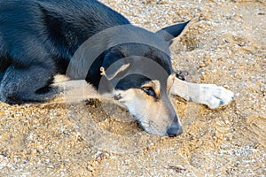 Portrait of lonely sad stray black and white dog. Homeless dog lies on sea sand at dawn