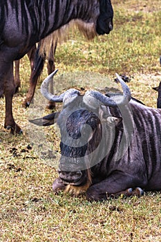 Portrait of lonely wildebeest. Crater NgoroNgoro, Tanzania, Africa photo