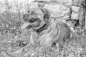 Portrait of a lonesome black and white dog