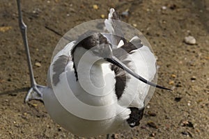 Portrait of a Avocette outdoors