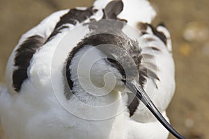 Portrait of a Avocette outdoors