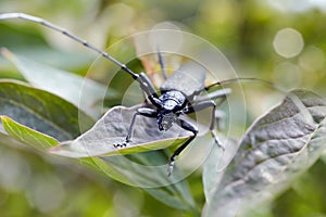 Portrait of a long black beetle The longhorn beetles; Cerambycidae