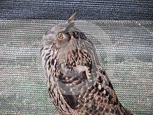 Portrait of long-eared owl Asio otus, Strigidae family