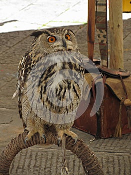 Portrait of long-eared owl Asio otus, Strigidae family