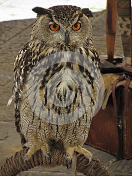 Portrait of long-eared owl Asio otus, Strigidae family