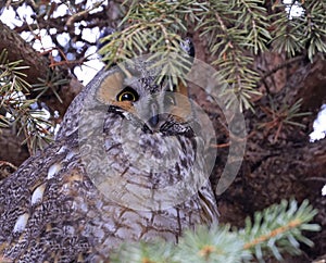 Portrait of a Long-eared owl in a fir tree surrounded by branches late afternoon in the forest
