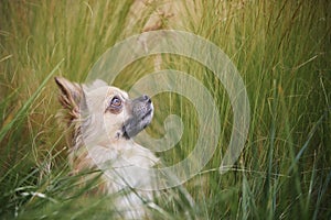 Portrait of a long hair chihuahua in high grass