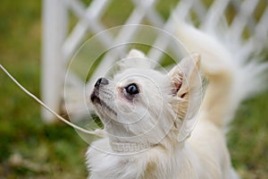 Portrait of long hair chihuahua. white small dog