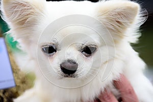 Portrait of long hair chihuahua. white small dog