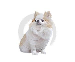 Portrait of long haired chihuahua. Small dog sitting. isolated on white background with clipping path