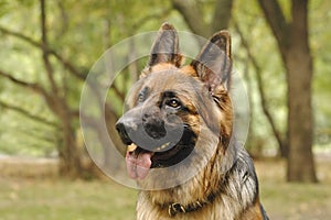 Portrait of Long-haired German Sheppard