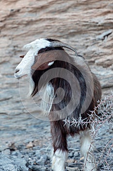 Portrait of long haired goat on the rocks of Jebel Shams canyon, gulch, Balcony Walk, Oman