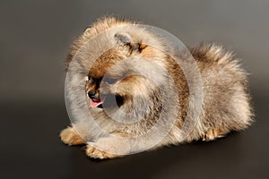 Portrait of Long haired Pomeranian Spitz