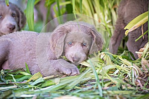 Portrait of a long haired Weimaraner puppy chewing on the tall blades of grass. The little dog has gray fur and bright blue eyes.