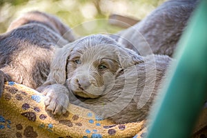 Portrait of a long haired Weimaraner puppy with its gray fur and bright blue eyes lying amid its siblings. Pedigree long haired