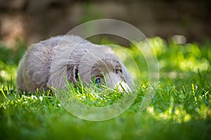 Portrait of a long-haired Weimaraner puppy with its gray fur and bright blue eyes lying on a green meadow. Pedigree long haired