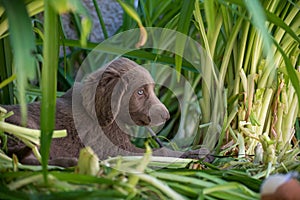 Portrait of a long haired Weimaraner puppy lying in the green meadow. The little dog has gray fur and bright blue eyes. Pedigree