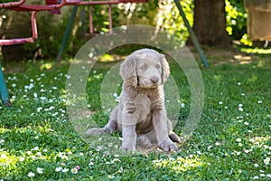 Portrait of long haired Weimaraner puppy sitting in green meadow. The little dog has gray fur and bright blue eyes. Pedigree long