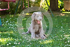 Portrait of long haired Weimaraner puppy sitting and yawning in green meadow. The little dog has gray fur and bright blue eyes.