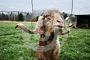 Portrait of Long Horned Goat on Farm