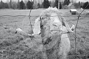 Portrait of Long Horned Goat on Farm