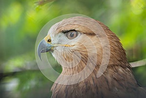 Portrait of Long-legged Buzzard Buteo rufinus