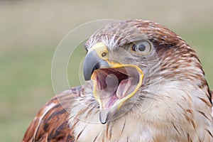 Portrait of a Long-legged Buzzard with open beak