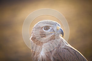 Portrait of Long-legged buzzard