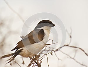 Portrait of a Long-tailed Fiscal