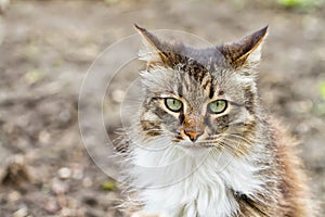 Portrait of longhaired domestic cats