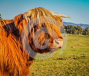 Portrait of Highland cattle bull head against green grass and blue sky