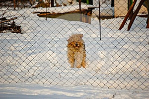 Portrait of a longhaired mutt dog in the snowy yard.