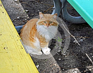 Portrait of a longhaired orange and white feral cat.