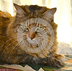 Portrait of a Longhaired Tabby Cat