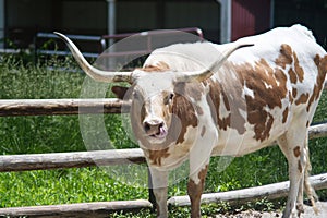 Portrait of a Longhorn Cattle with Tongue Sticking Out