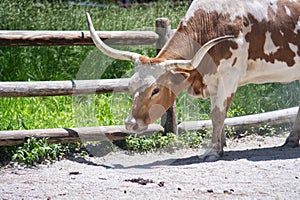 Portrait of a Longhorn Cow Walking in Paddock