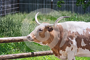 Portrait of a Longhorn Cow	Cattle