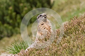 Portrait of looking and posing marmot