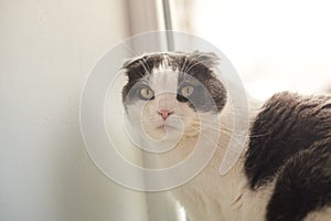 Portrait of a lop-eared cat with eyes wide open