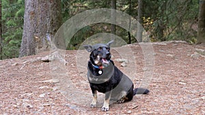 Portrait of a Lost Black Dog with a Collar on a Blurred Background of a Forest