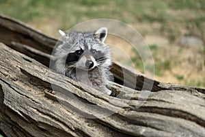 Portrait of lotor common raccoon. Tree hiding place of raccoon. Look out of hiding