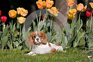 Portrait of lovely Cavalier King Charles spaniel