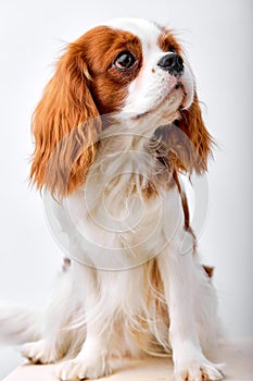 Portrait of lovely Cavalier King Charles Spaniel dog looking at side, pacified calm pet