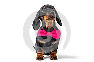 Portrait of lovely dachshund puppy with festive pink bow tie around its neck, who obediently sits and looks up