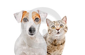 Portrait of lovely dog Jack Russell Terrier and cat Scottish Straight