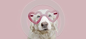 Portrait lovely dog in pink heart shaped glasses celebrating valentine`s day.  on pastel pink background