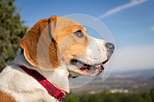 Portrait lovely dog â€‹â€‹breed Beagle