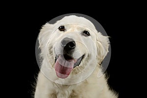 Portrait of a lovely Golden Retriever puppy