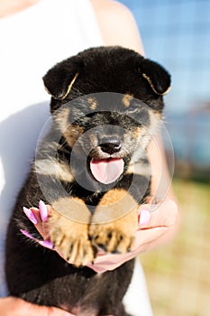 Portrait of lovely japanese black and tan shiba inu puppy stitting outside