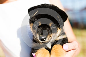 Portrait of lovely japanese black and tan shiba inu puppy stitting outside